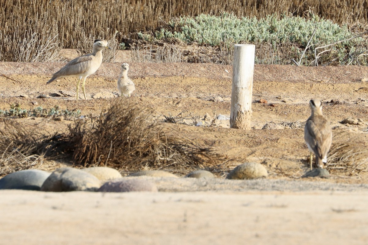 Peruvian Thick-knee - ML558116221