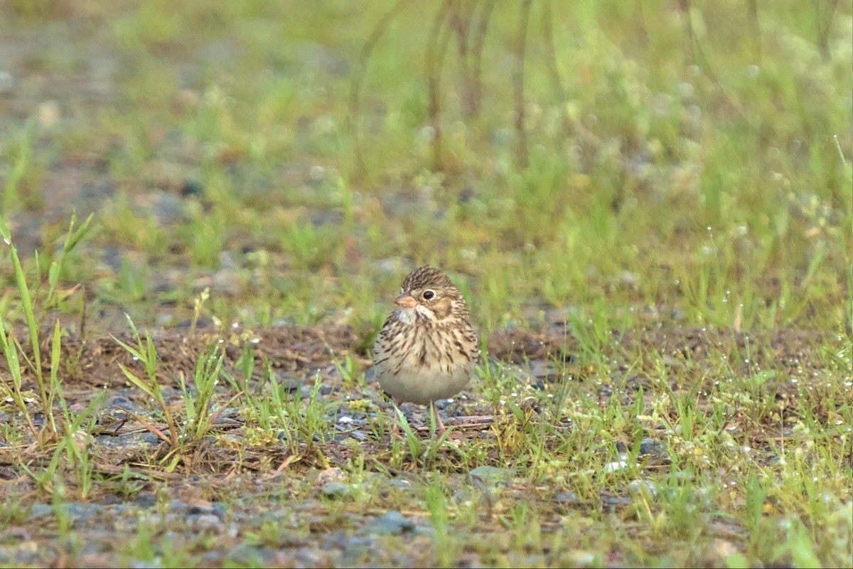 Vesper Sparrow - ML558117151