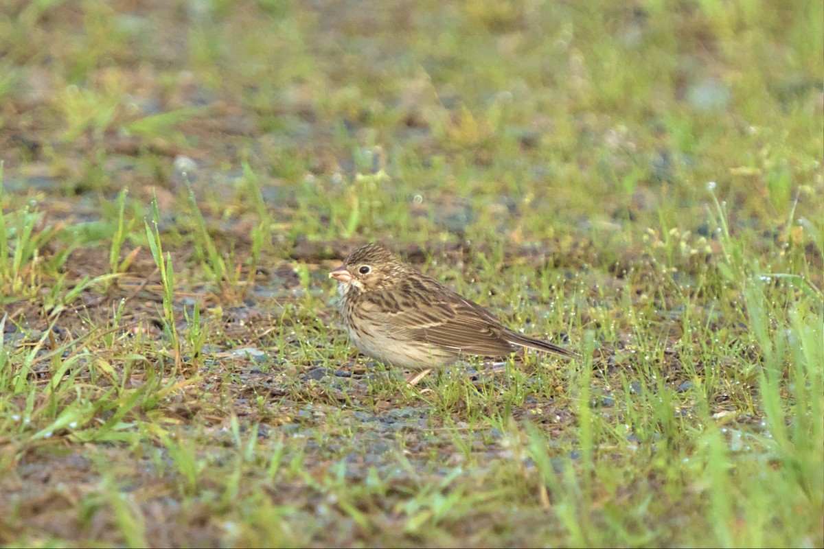 Vesper Sparrow - ML558117161