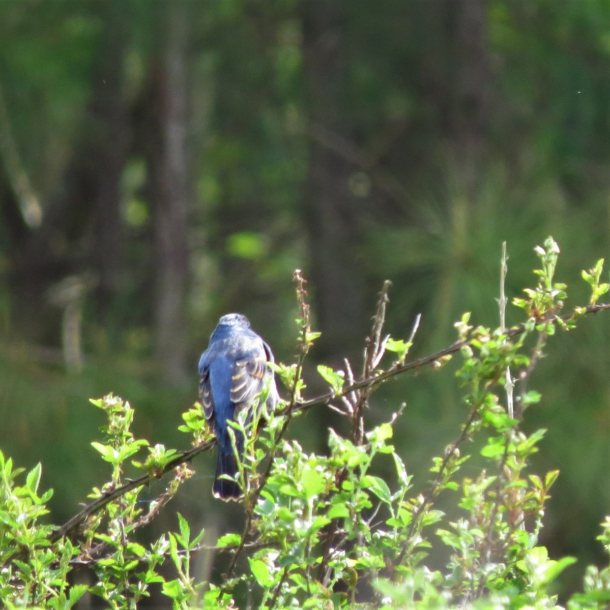 Blue Grosbeak - ML558118511