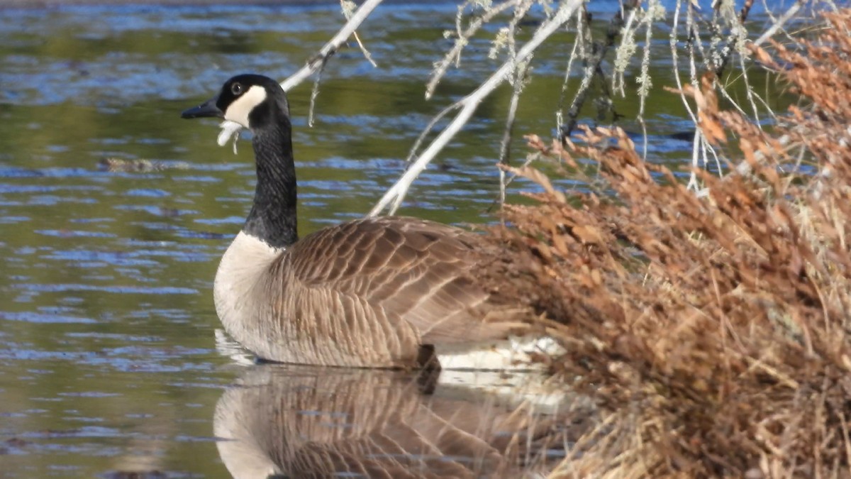 Canada Goose - Denis Provencher COHL