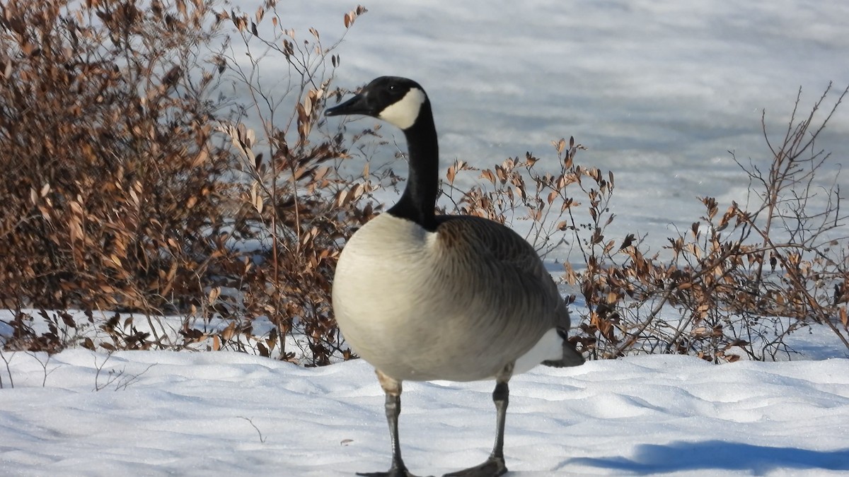 Canada Goose - Denis Provencher COHL