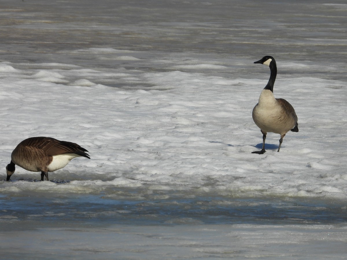 Canada Goose - Denis Provencher COHL