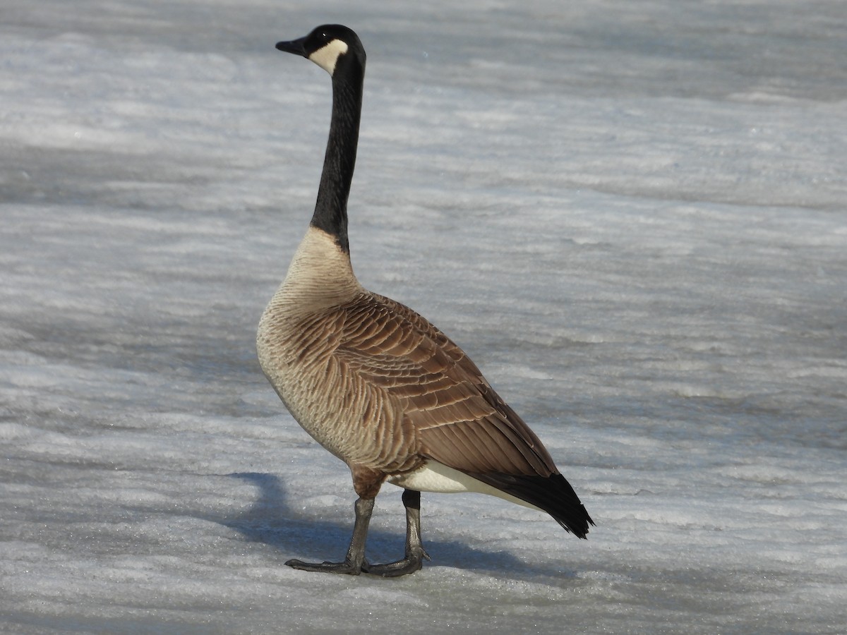 Canada Goose - Denis Provencher COHL