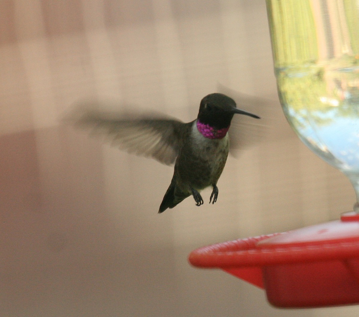 Ruby-throated x Black-chinned Hummingbird (hybrid) - ML558120051
