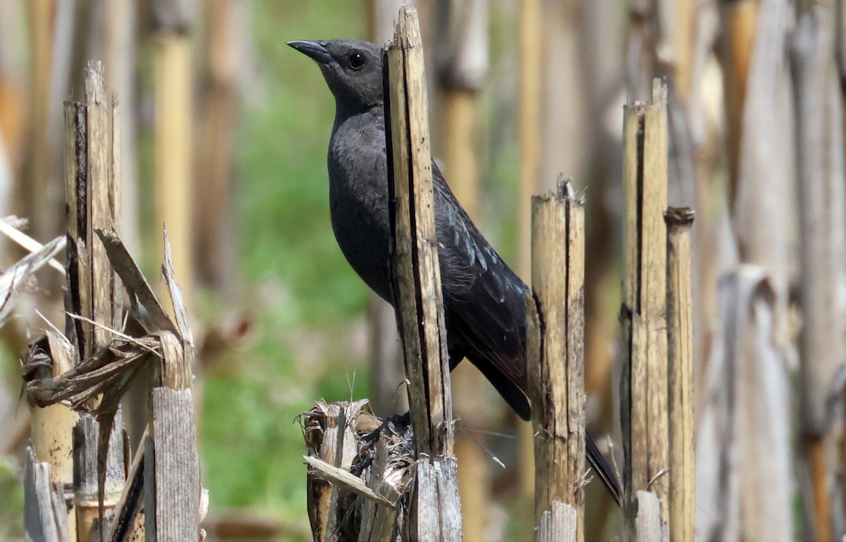 Brewer's Blackbird - ML558120171