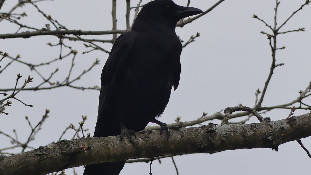 Fish Crow - ML558120801