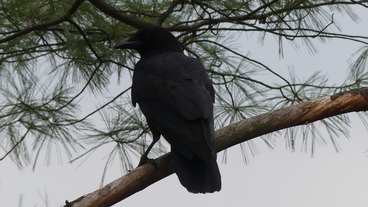 Fish Crow - ML558120811