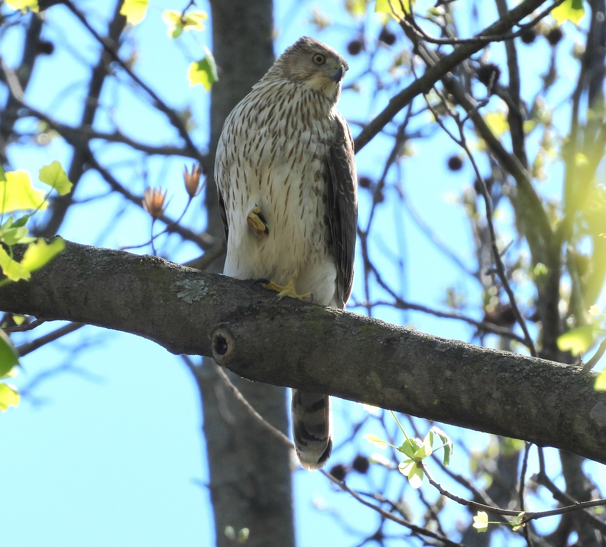 Cooper's Hawk - ML558121221