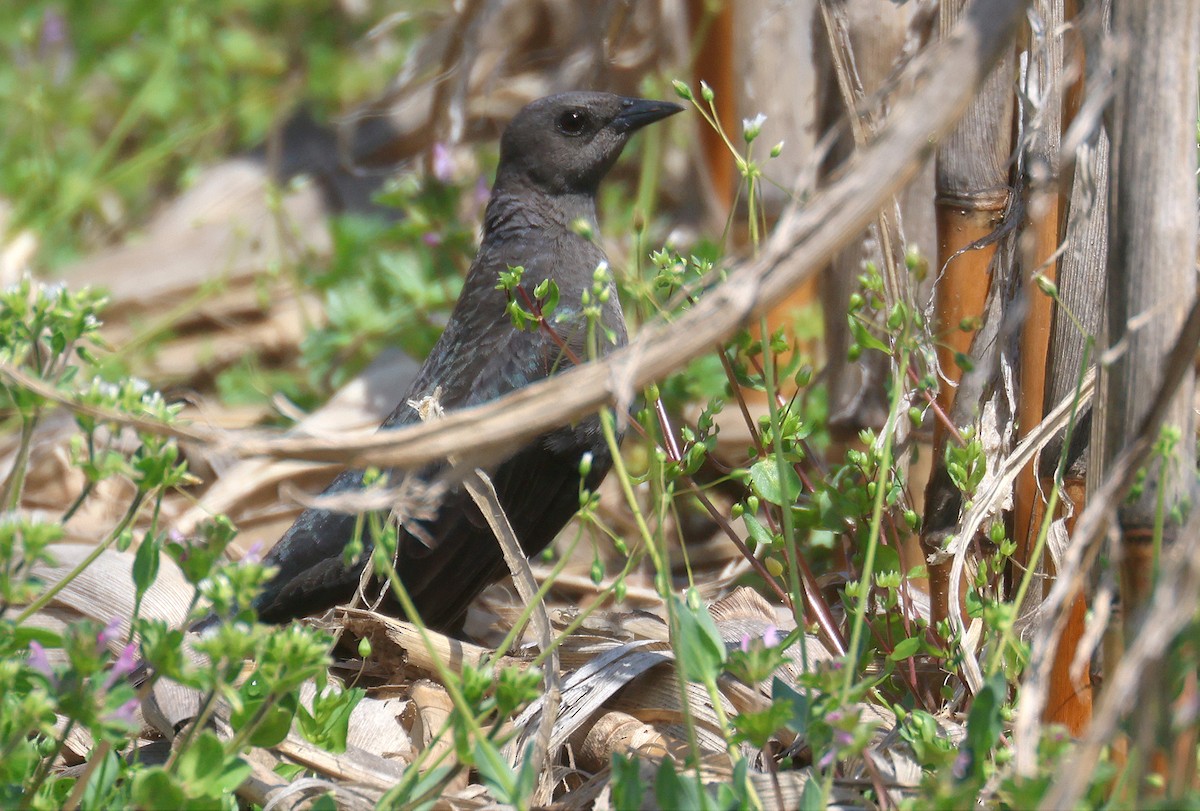 Brewer's Blackbird - ML558121721