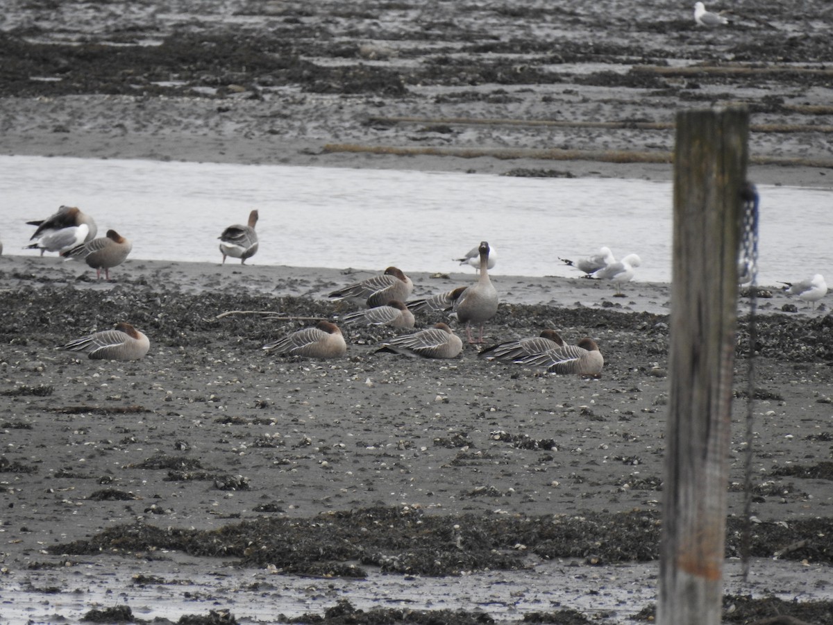 Pink-footed Goose - ML558122041