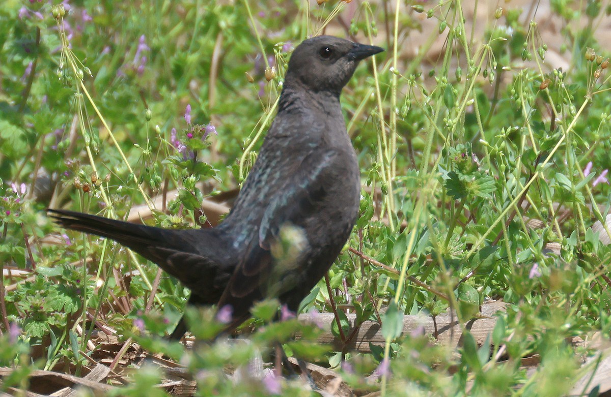 Brewer's Blackbird - ML558123341