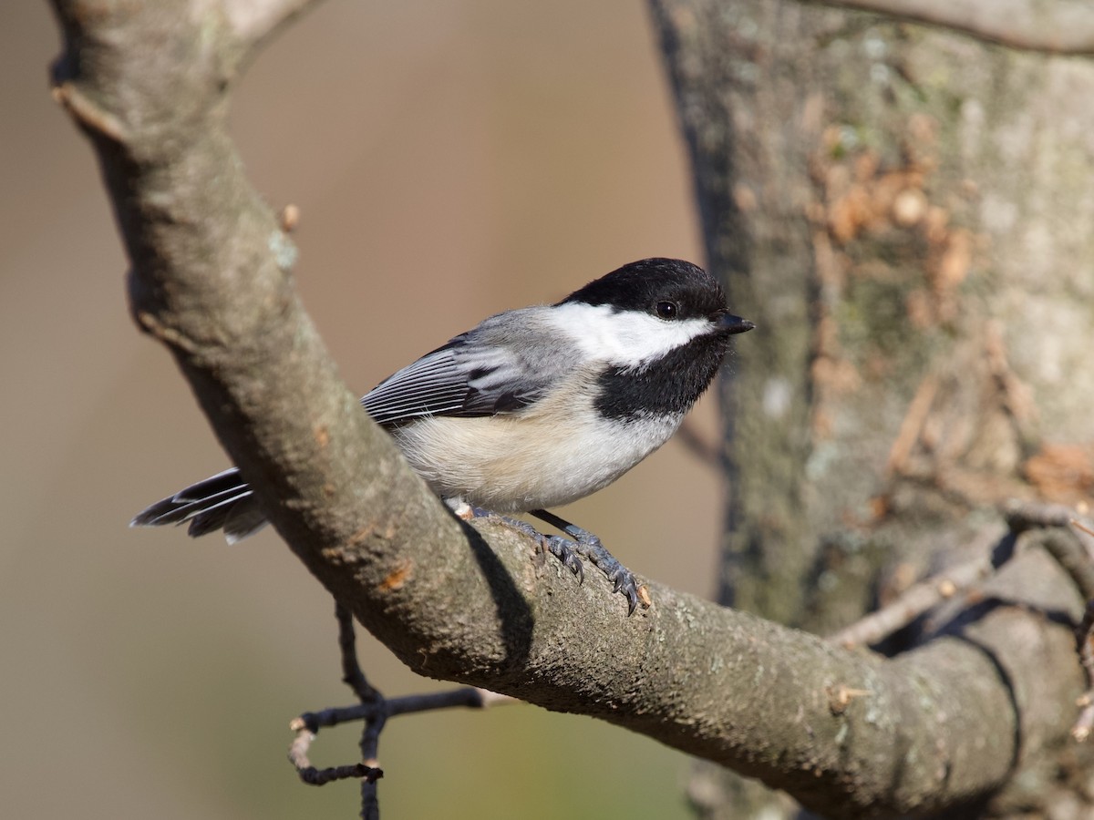 Black-capped Chickadee - ML558123561