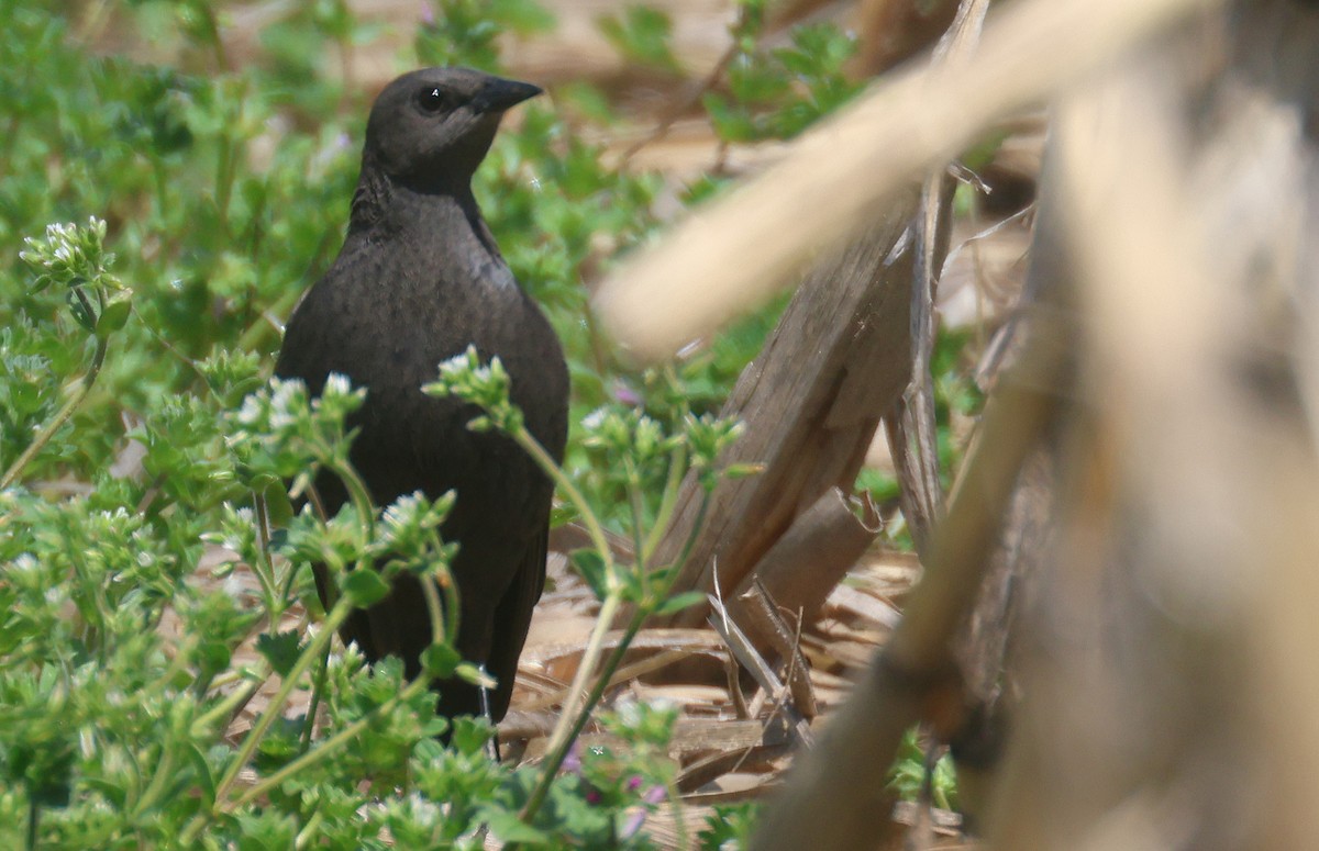 Brewer's Blackbird - ML558123891