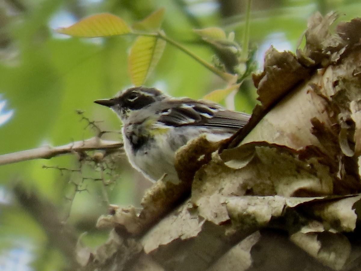 Yellow-rumped Warbler - ML558124371