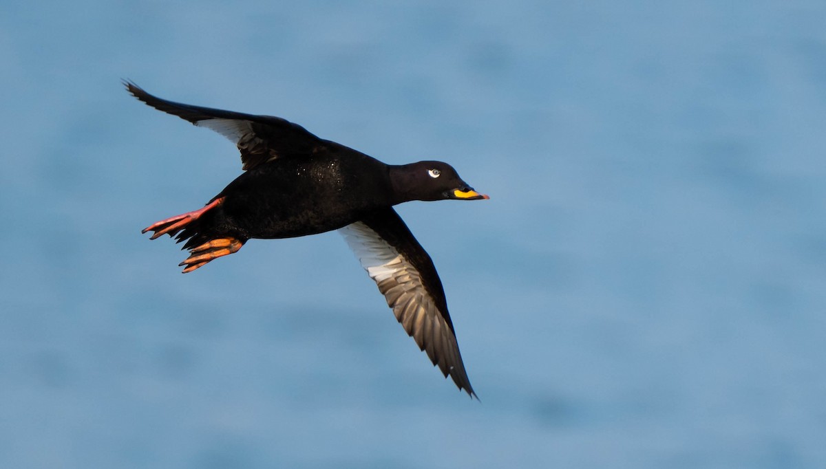 Velvet Scoter - Franek  Owczarek