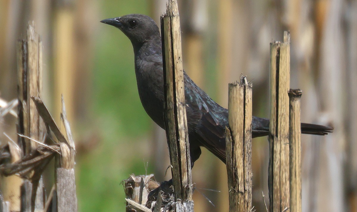 Brewer's Blackbird - ML558124511
