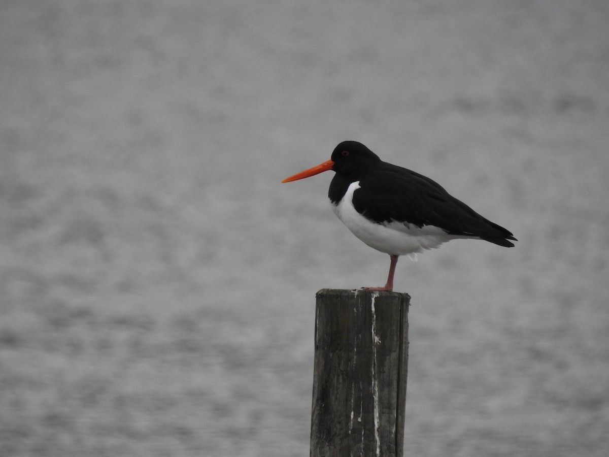 Eurasian Oystercatcher - ML558125281