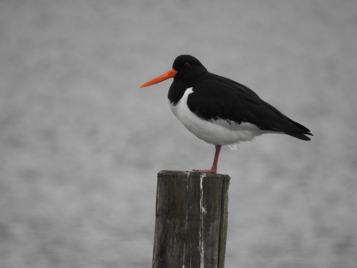 Eurasian Oystercatcher - ML558125311