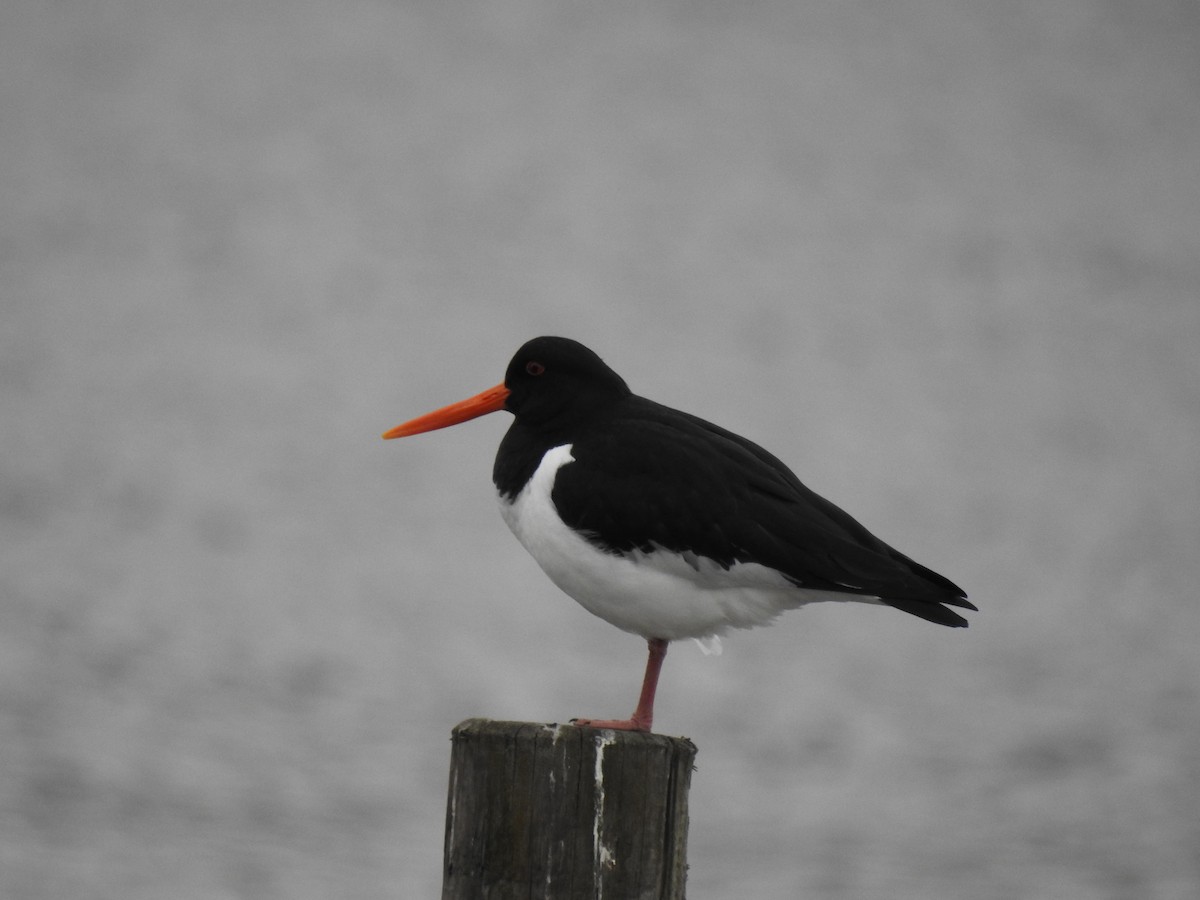 Eurasian Oystercatcher - ML558125331