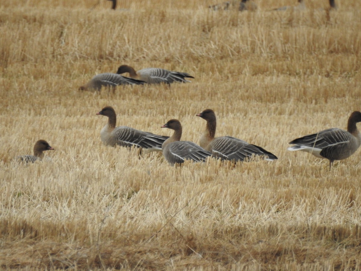 Pink-footed Goose - ML558126561