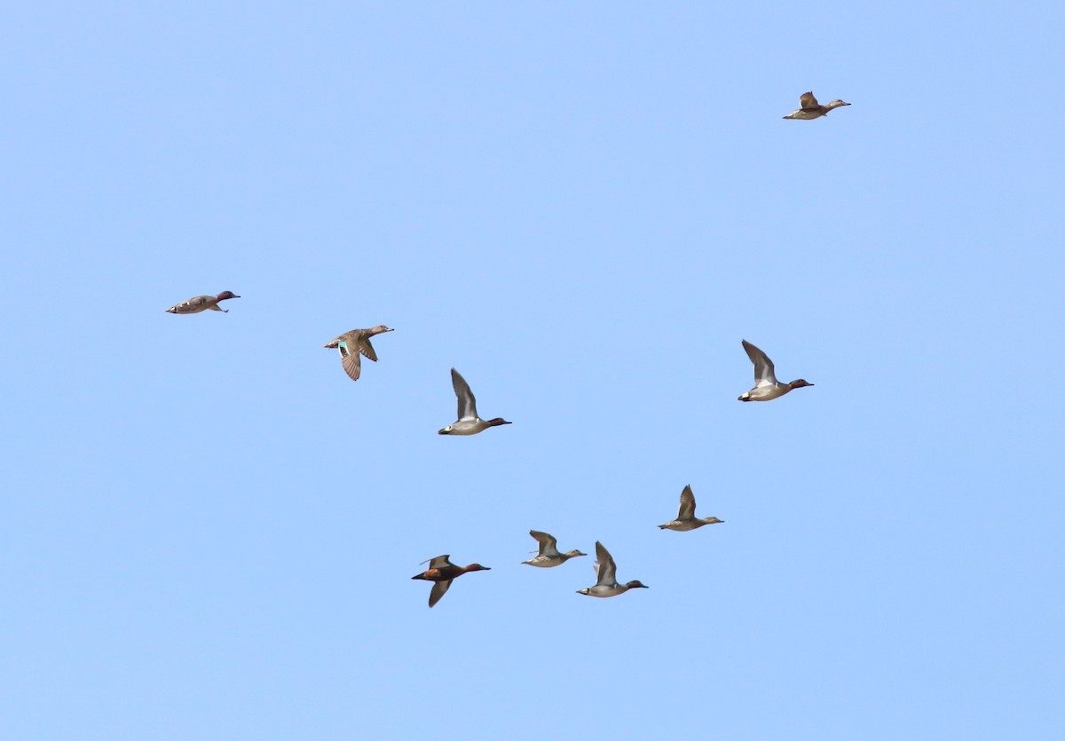 Green-winged Teal - ML558128491