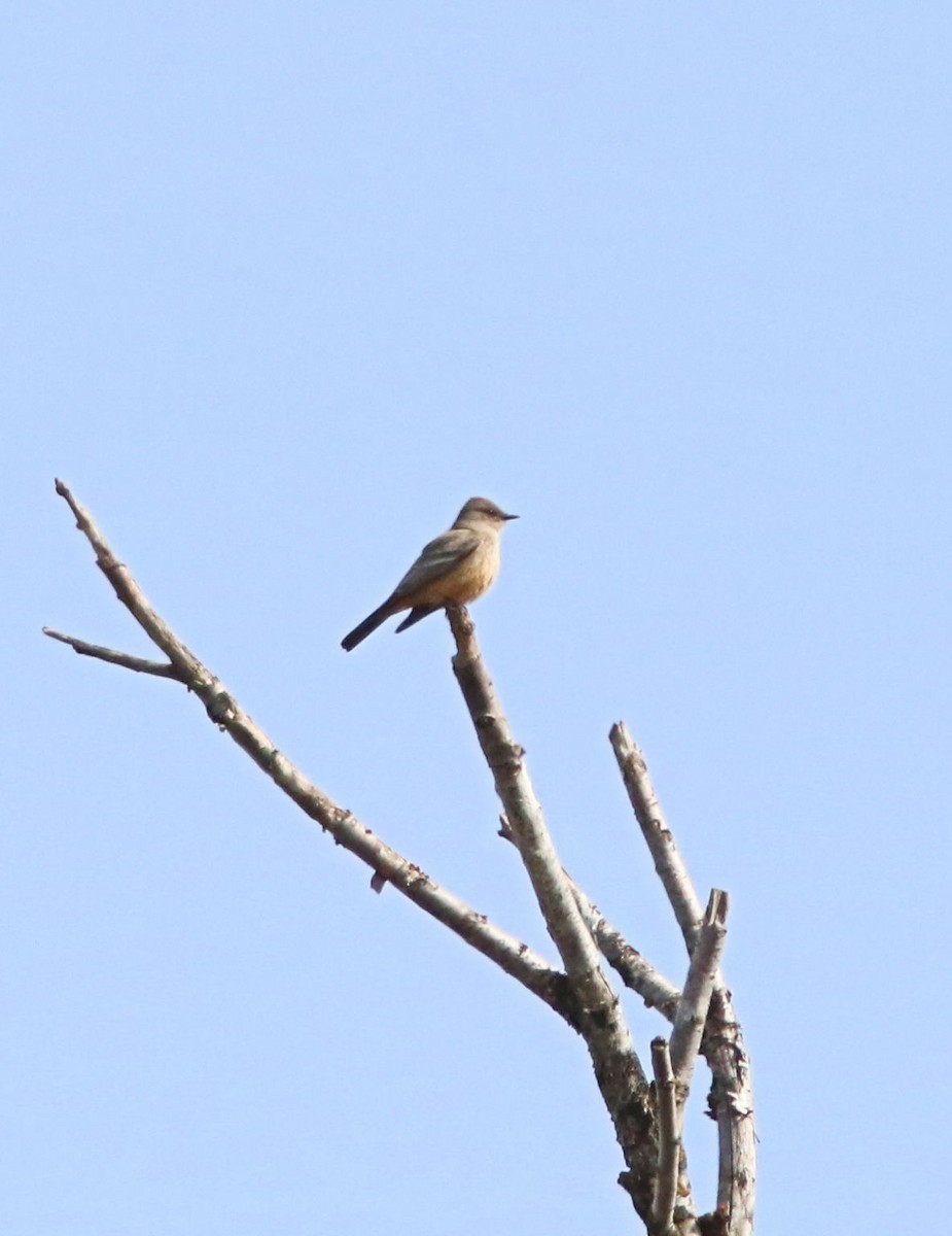 Say's Phoebe - Kris Hazelbaker