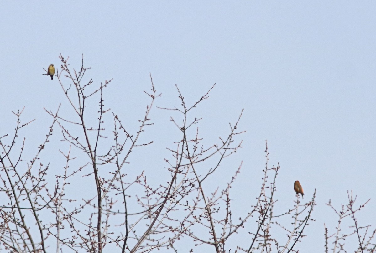 Red Crossbill - Kris Hazelbaker