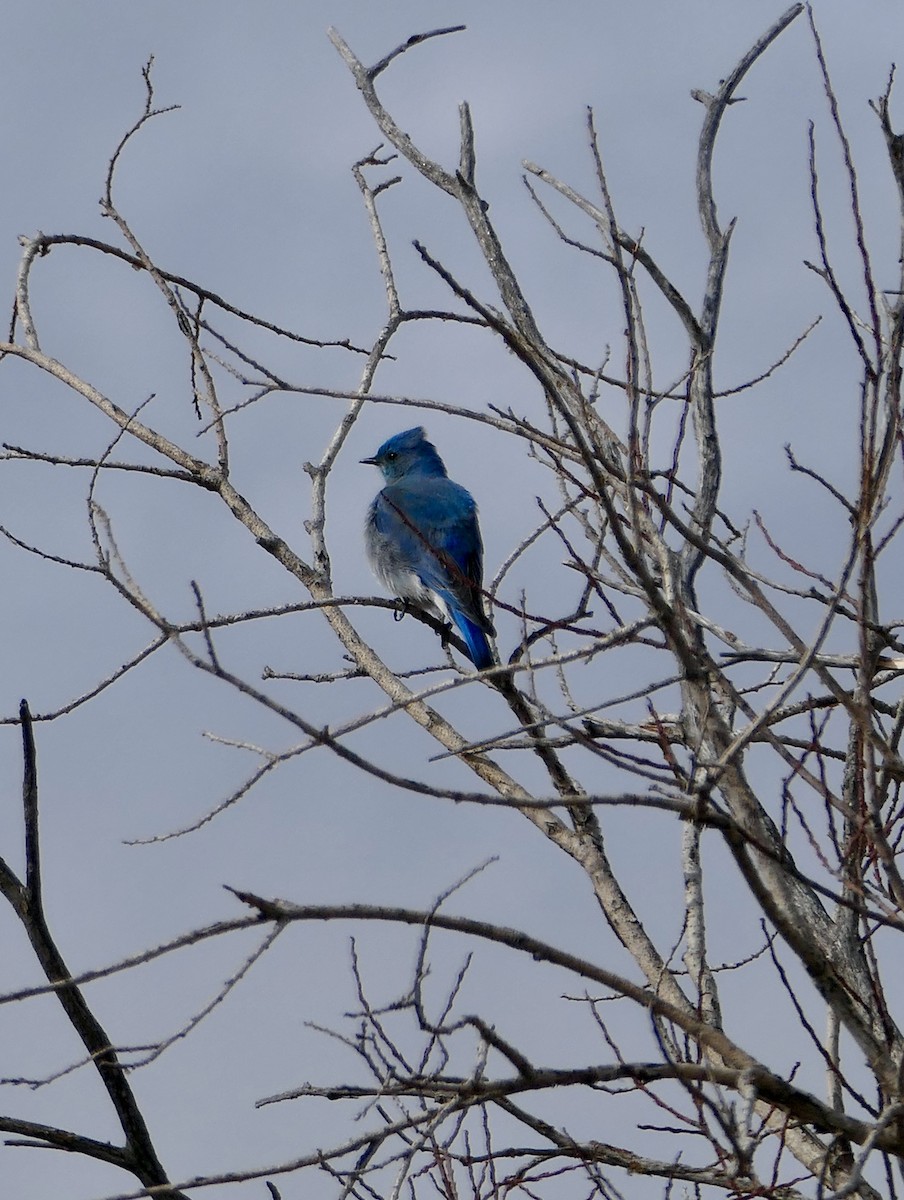 Mountain Bluebird - Jim St Laurent