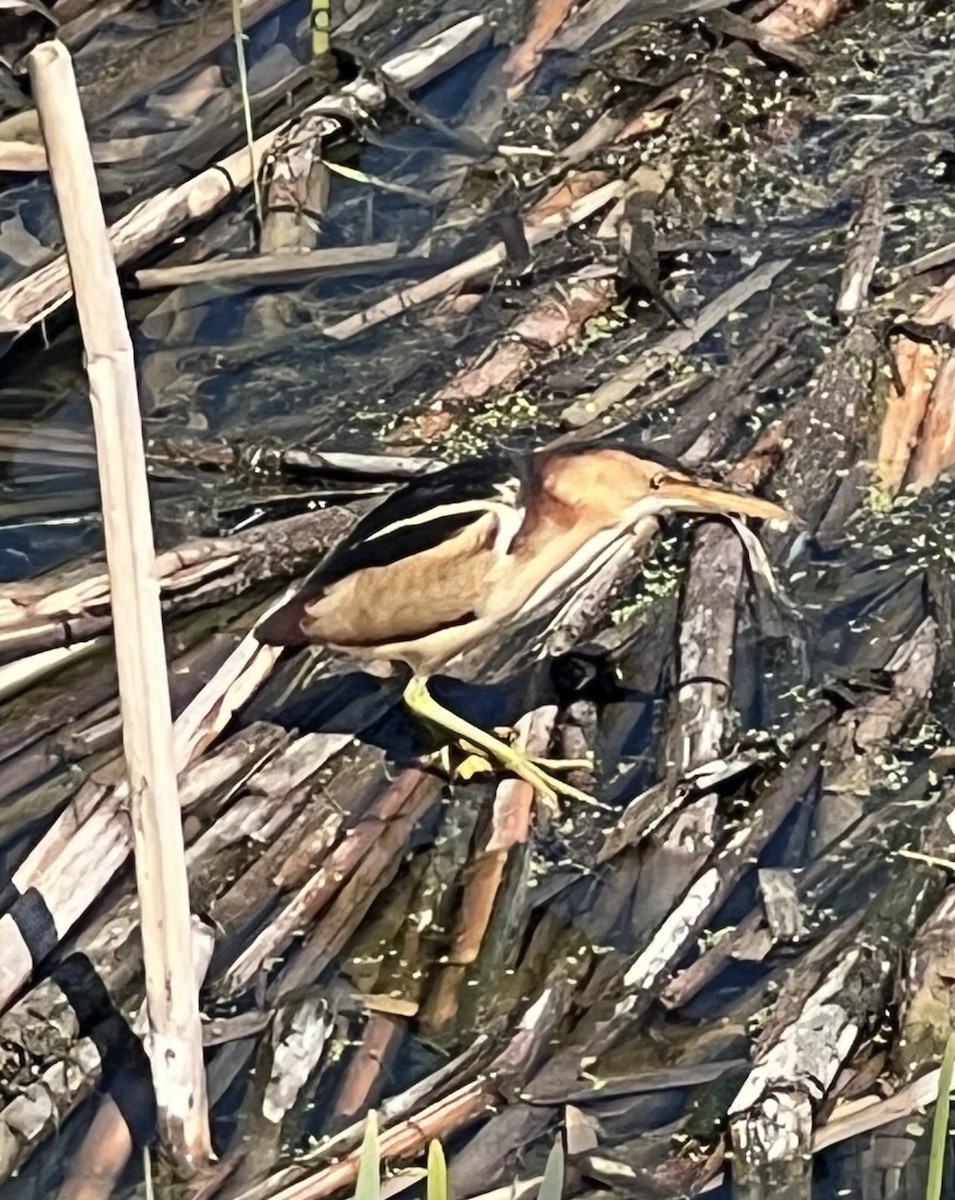 Least Bittern - ML558129031