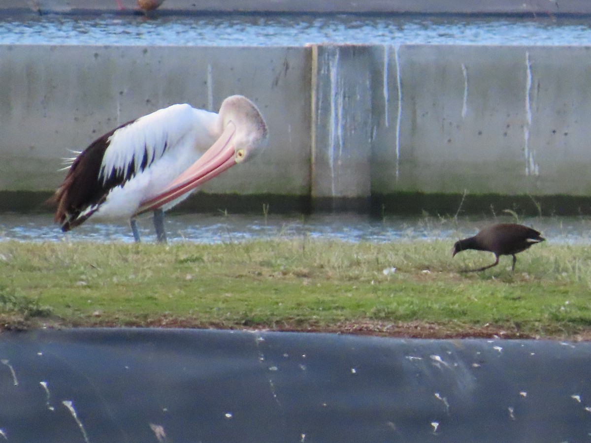 Australian Pelican - ML558130071