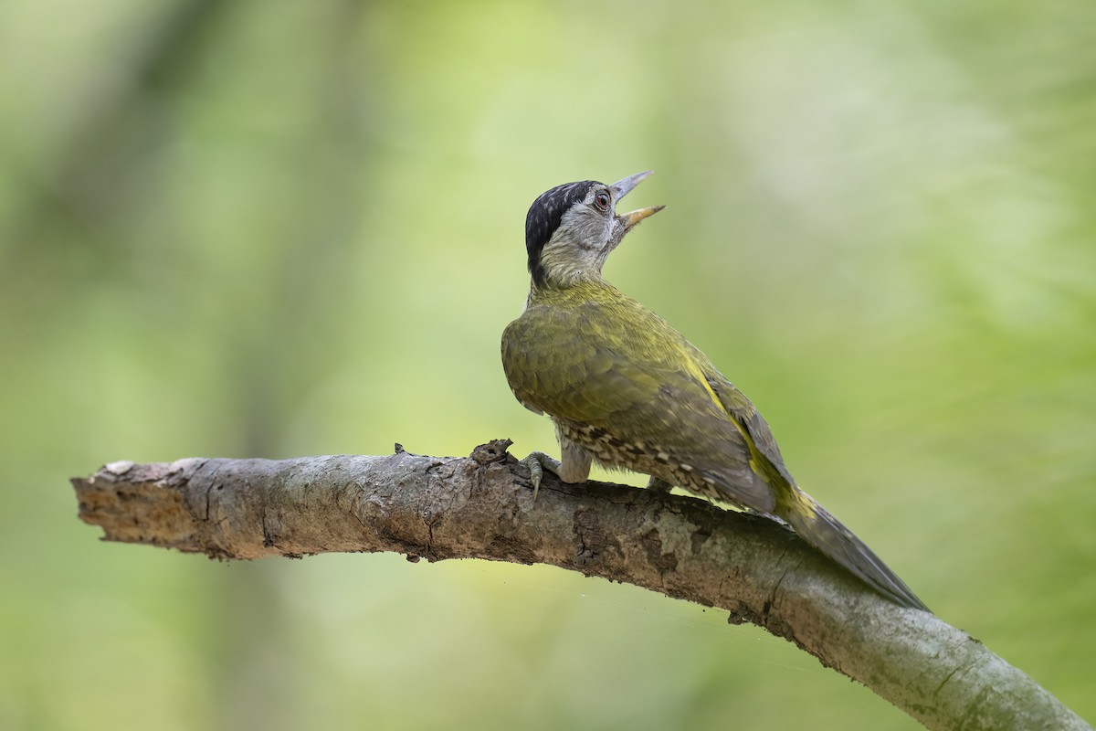 Streak-throated Woodpecker - ML558130761