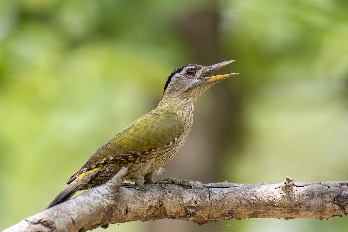 Streak-throated Woodpecker - ML558130771
