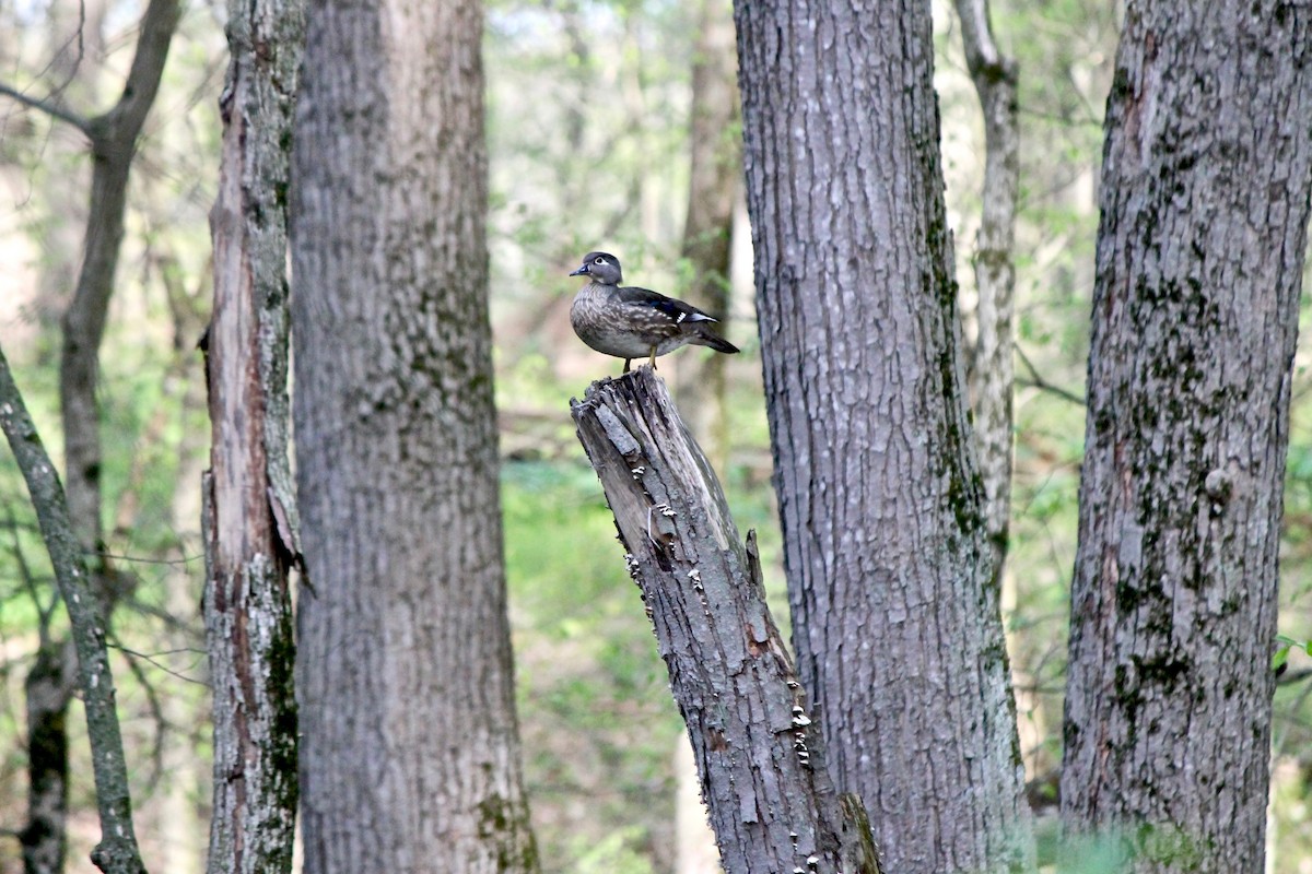 Wood Duck - ML55813081