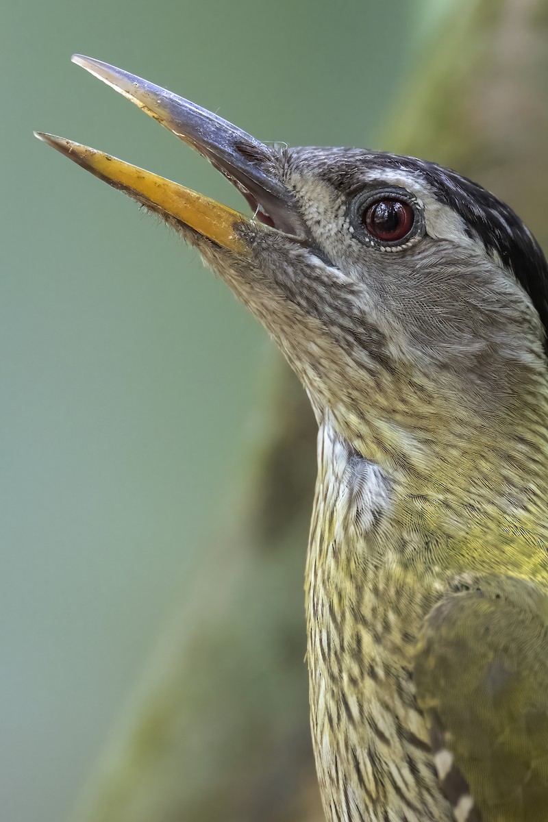 Streak-throated Woodpecker - ML558130861
