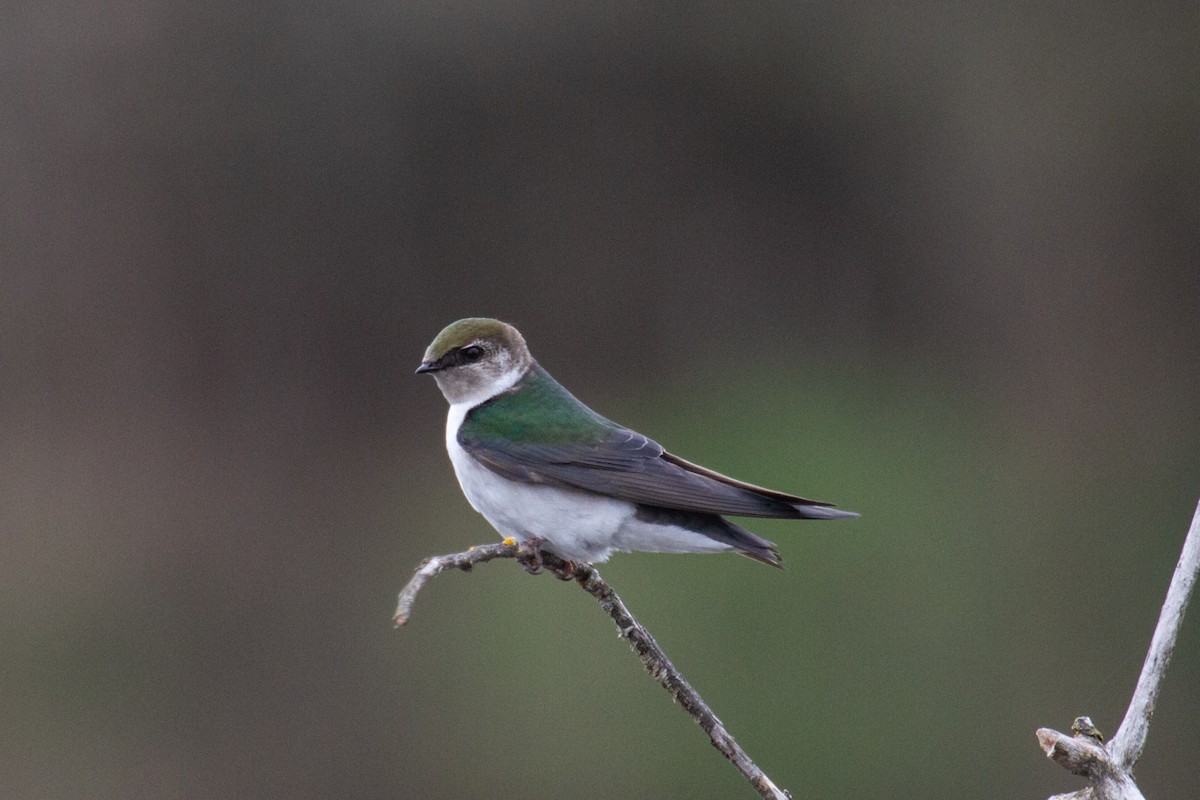 Violet-green Swallow - ML558133051