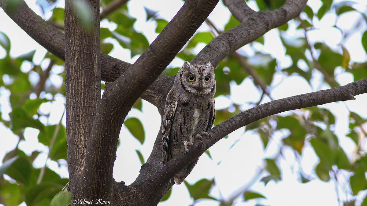 Eurasian Scops-Owl - ML558133981