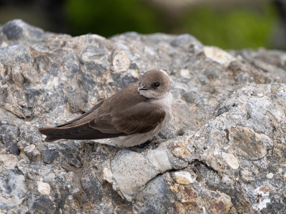 Northern Rough-winged Swallow (Northern) - Allen Schenck