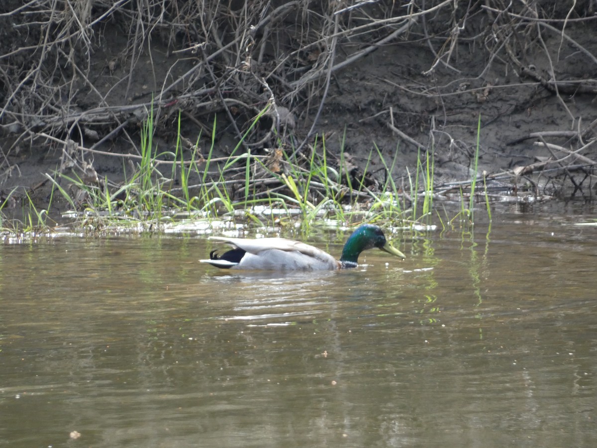 Mallard - Roberto Macay