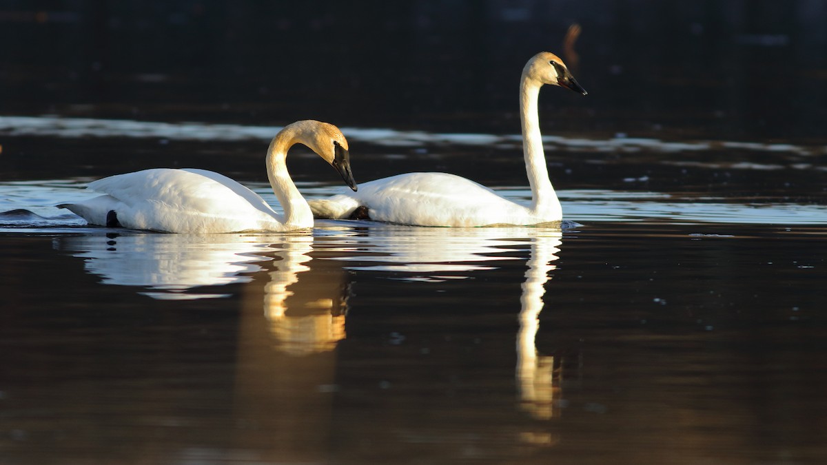 Trumpeter Swan - ML558136641