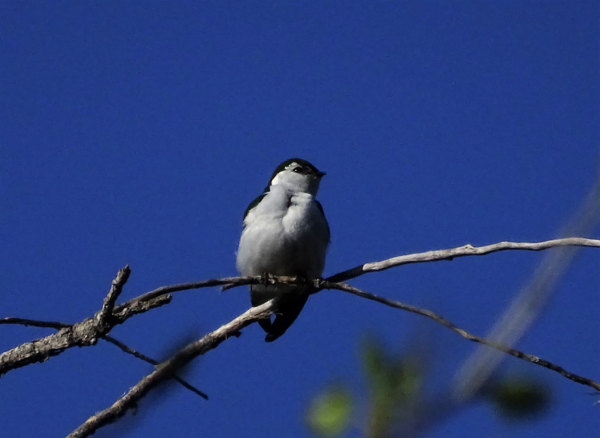 Violet-green Swallow - ML558137561