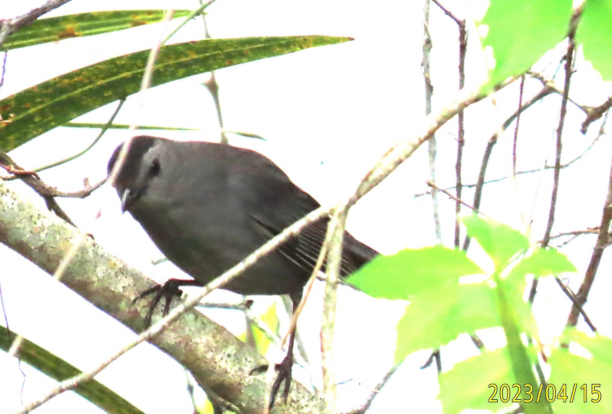 Gray Catbird - ML558137911