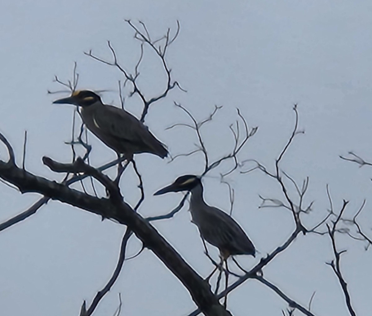 Yellow-crowned Night Heron - ML558138091