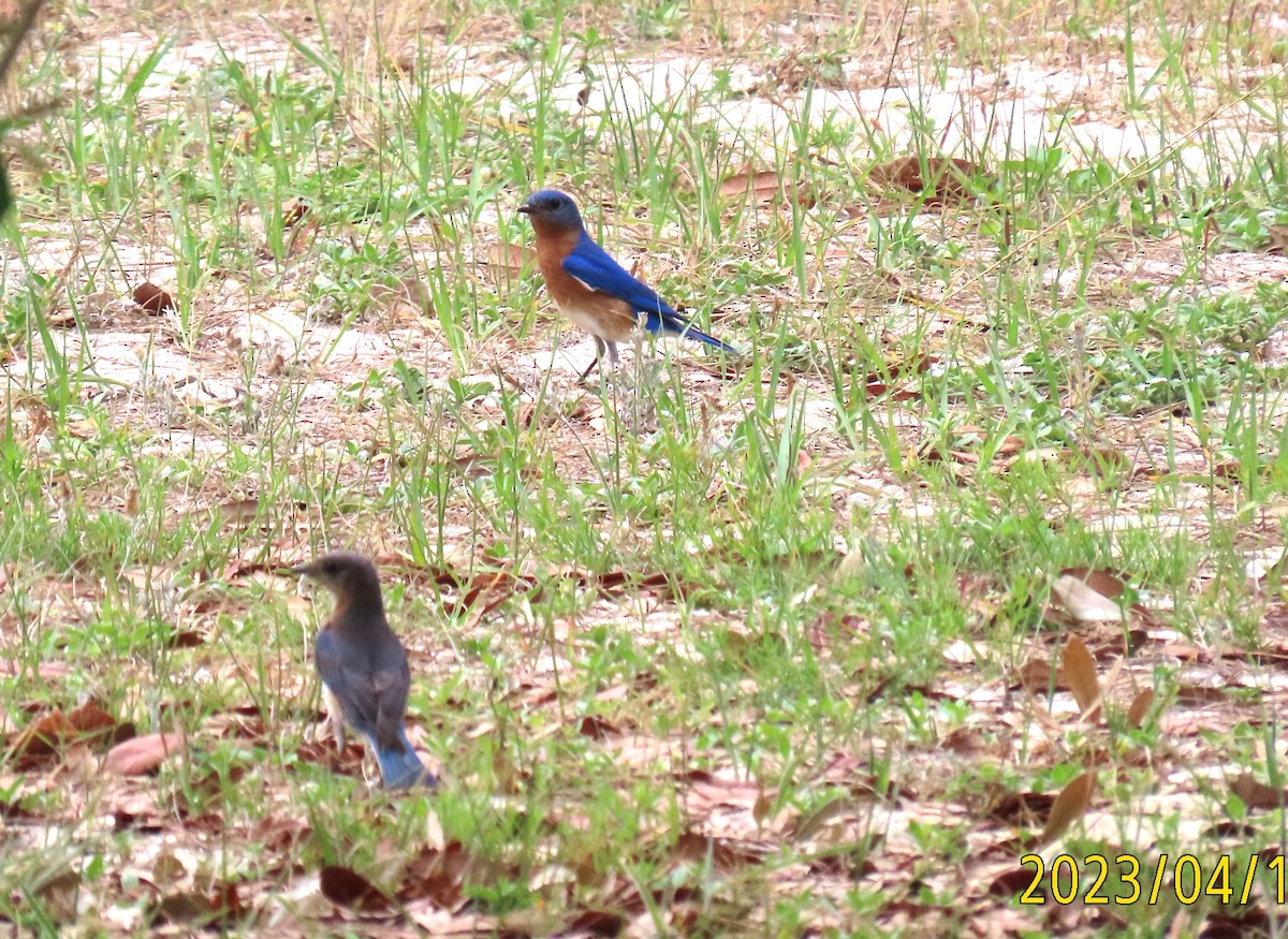 Eastern Bluebird - ML558138121