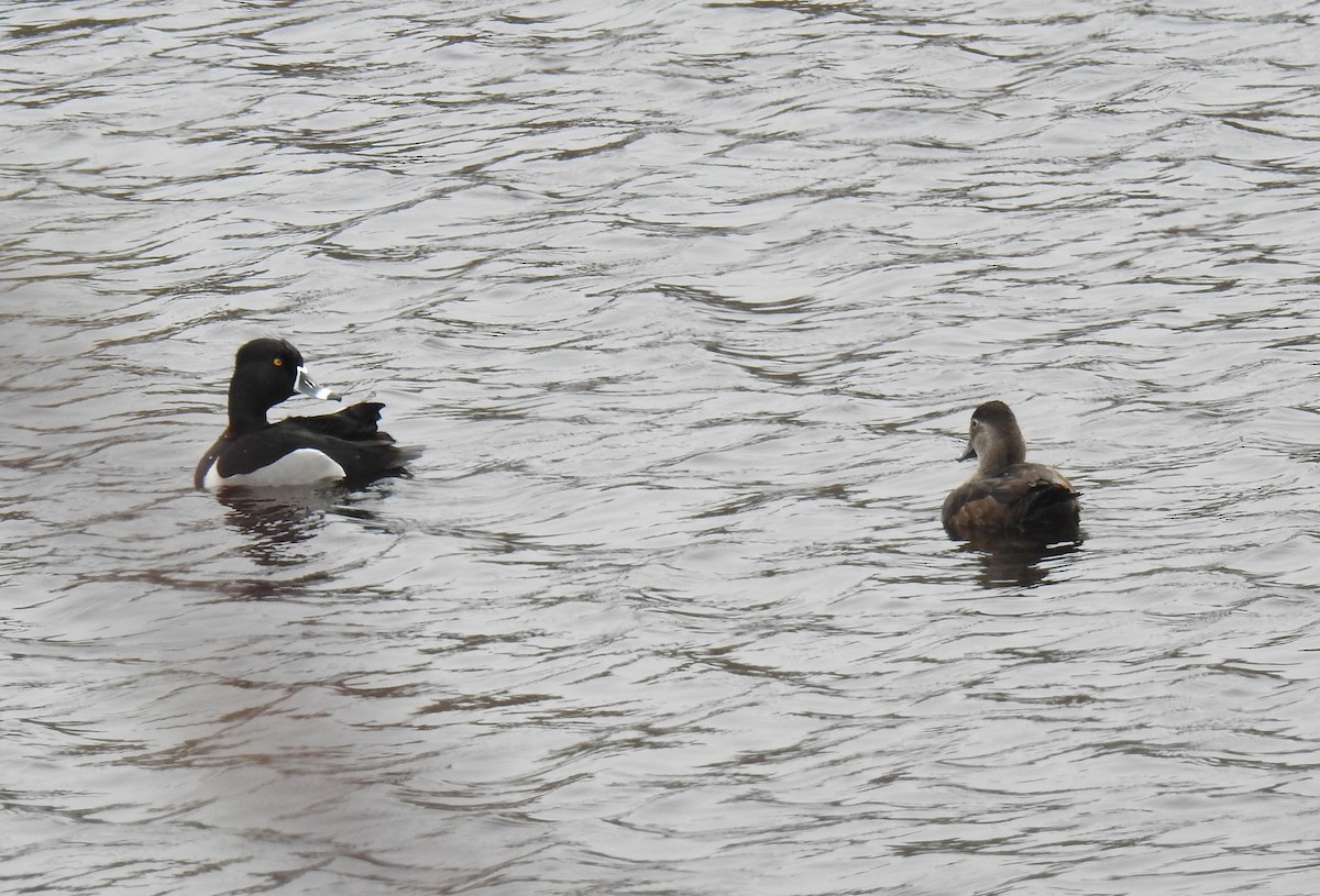 Ring-necked Duck - Anca Vlasopolos