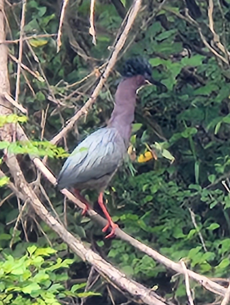 Green Heron - ML558138361