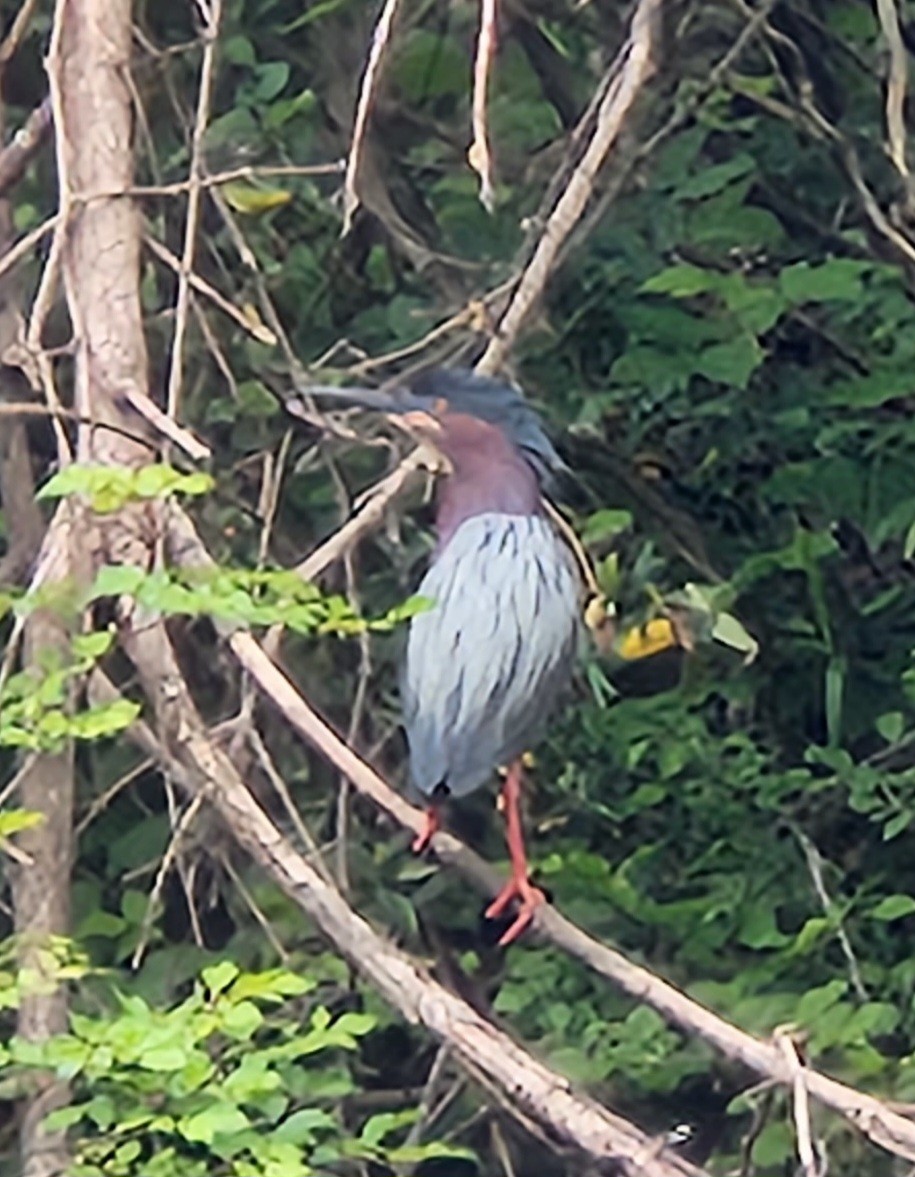 Green Heron - ML558138411