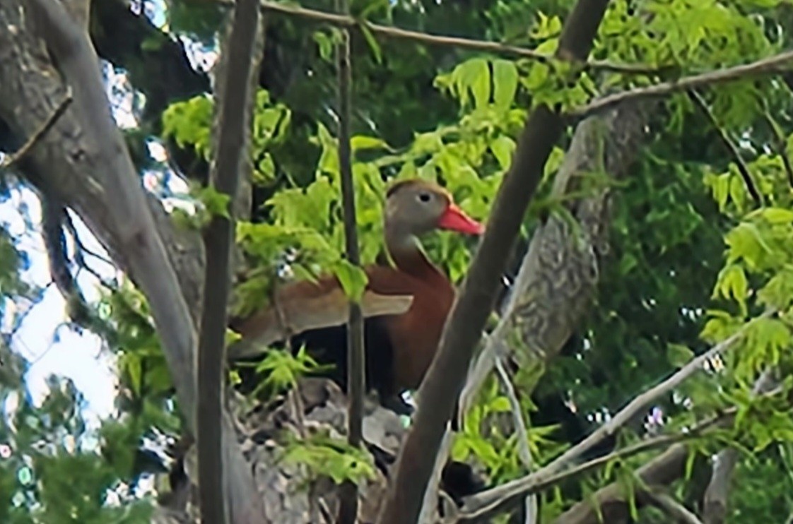 Black-bellied Whistling-Duck - ML558138631