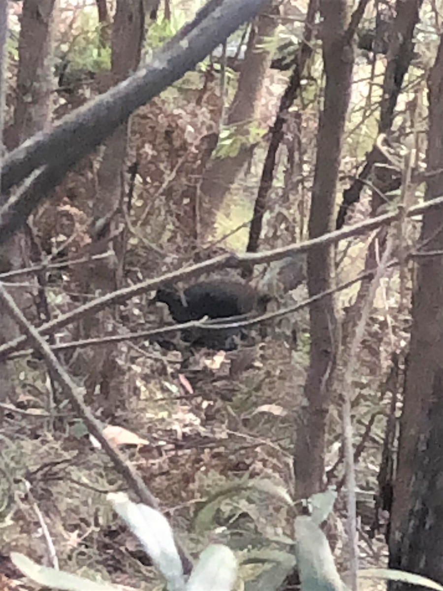 Superb Lyrebird - ML558139111