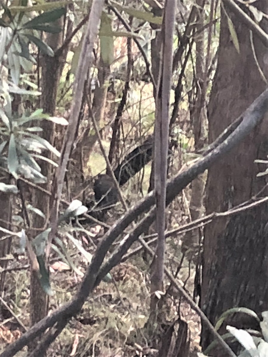 Superb Lyrebird - ML558139121